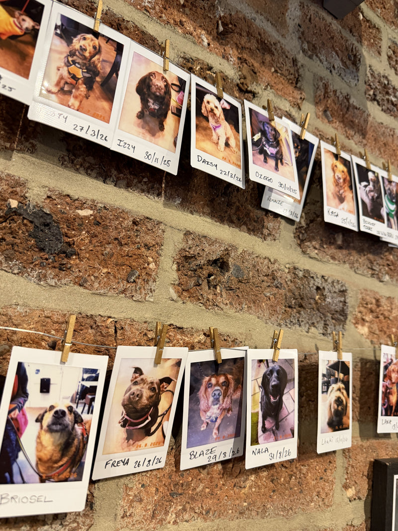 A wall of visitor photos inside BALANCE
