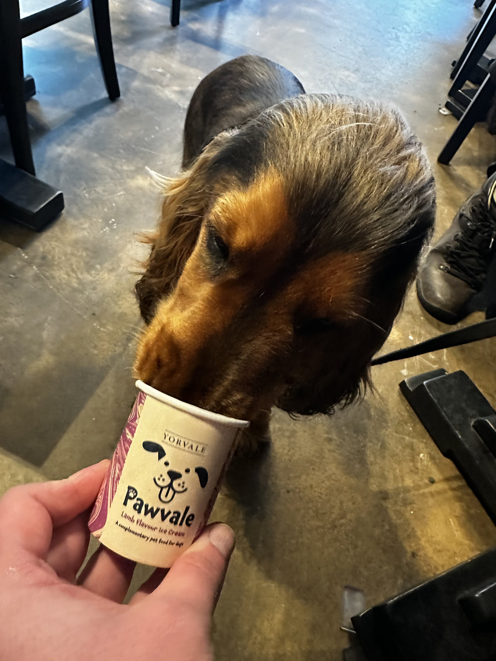 A dog enjoying a treat during a visit to BALANCE