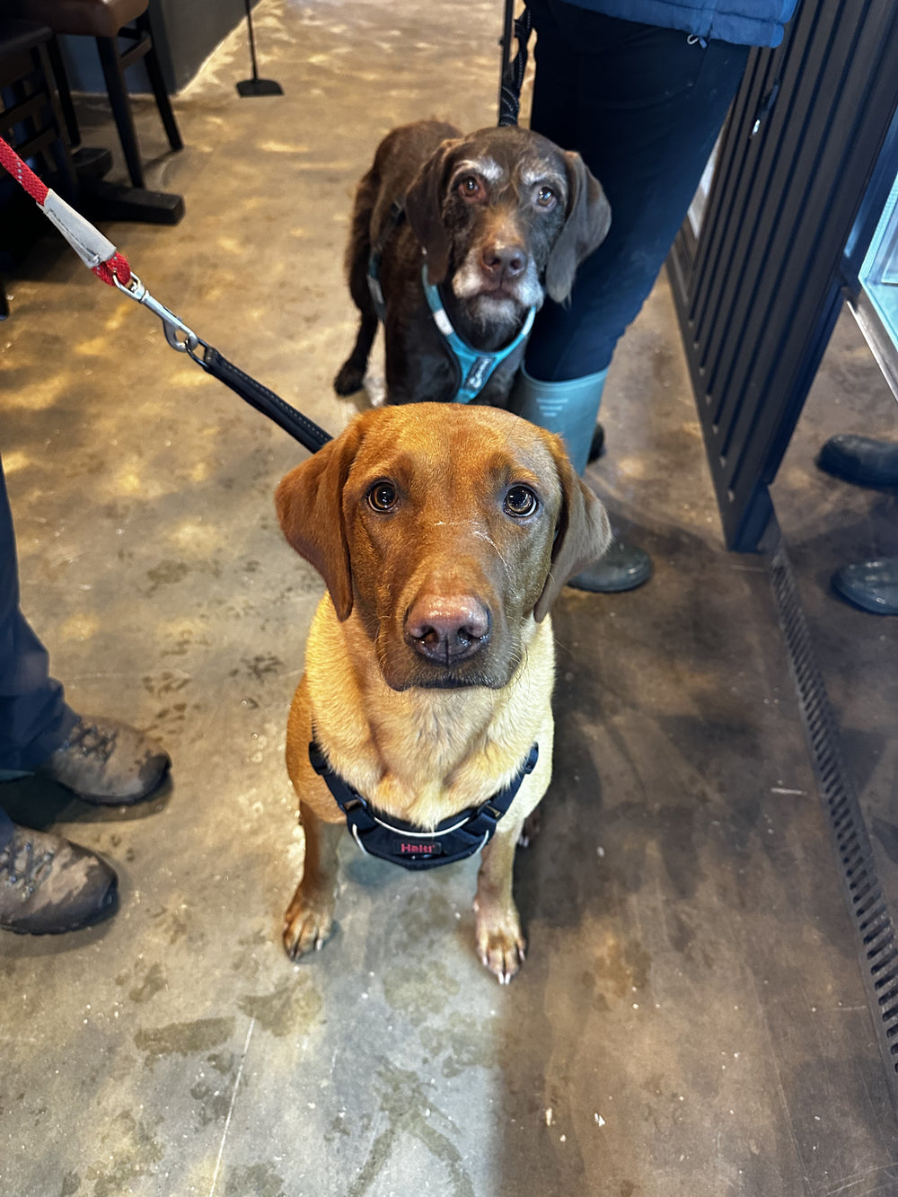 Dogs visiting BALANCE